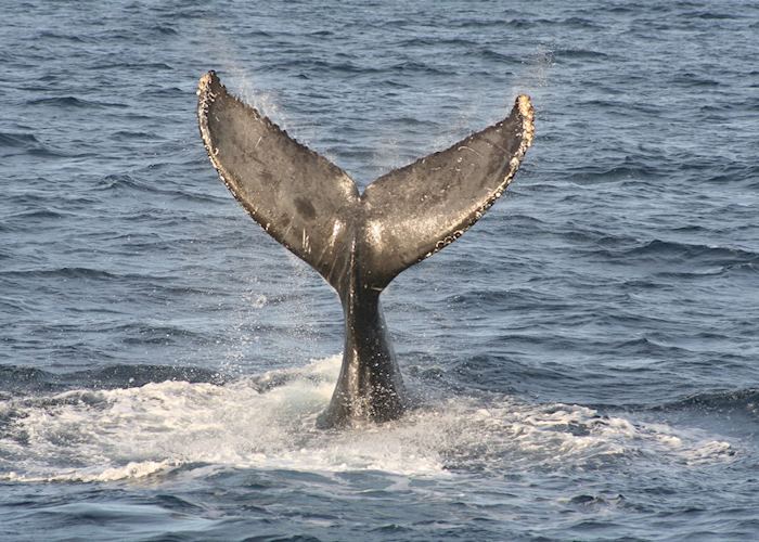 Grey Whale, Sea of Cortez
