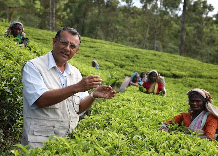 Visit to a tea plantation, Hatton