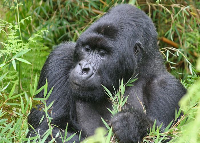 Silverback in Group Thirteen, Volcanoes National Park