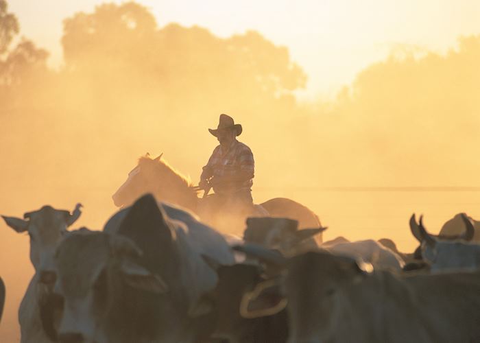 Driving cattle at Bullo River Station