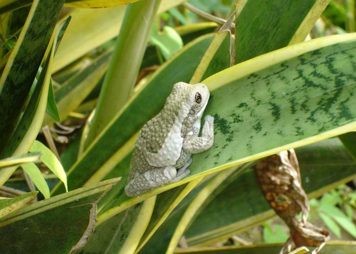 Frog, Belize
