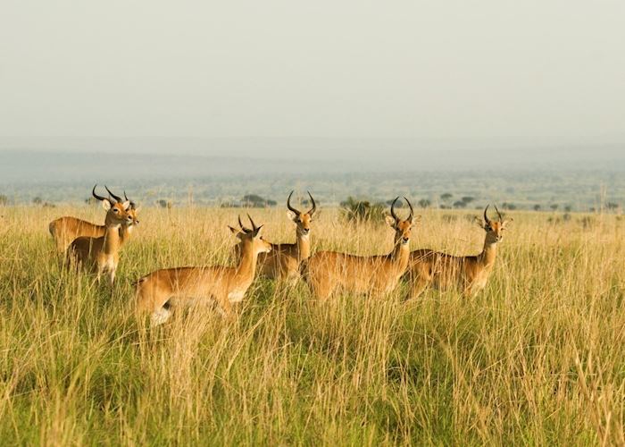 Uganda Kob in Murchison Falls National Park