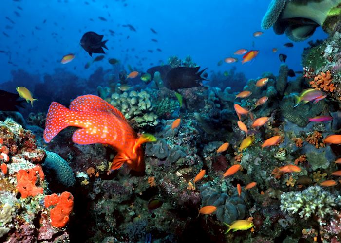 Tropical Fish, The Maldives