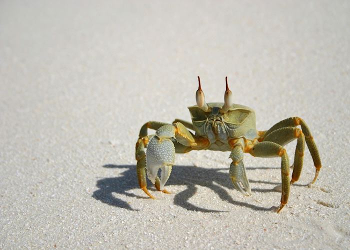 Crab, The Maldives