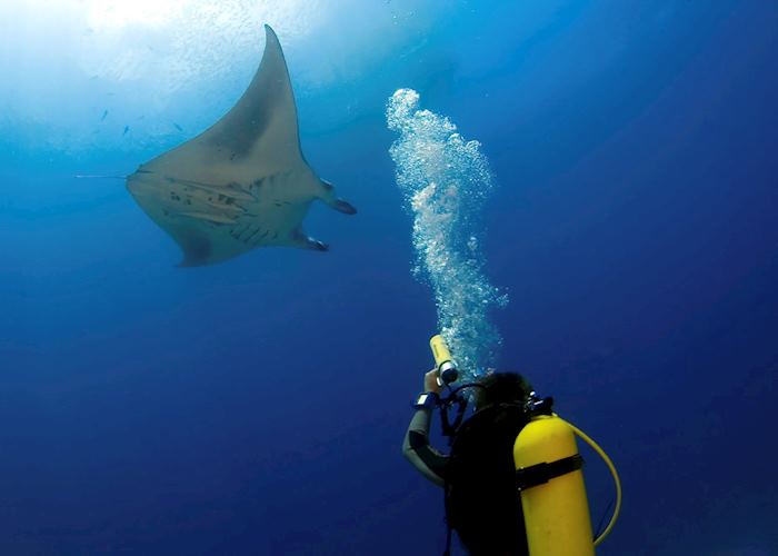 Manta Ray, The Maldives