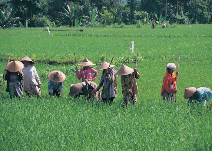 Local women in the rice paddies, Indonesia