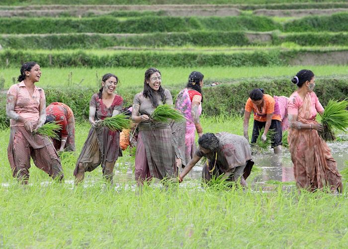 Harvesting rice in the Annapurna region