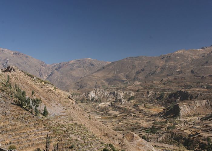 Pre-Inca terracing in the Colca Canyon