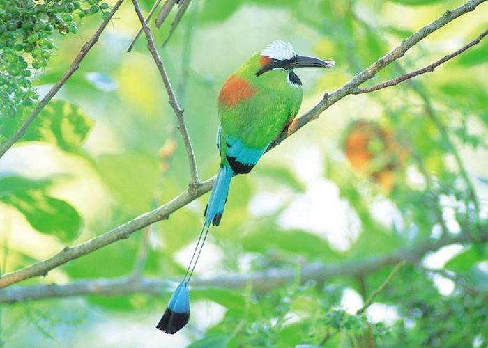 Guarda barranco, Honduras