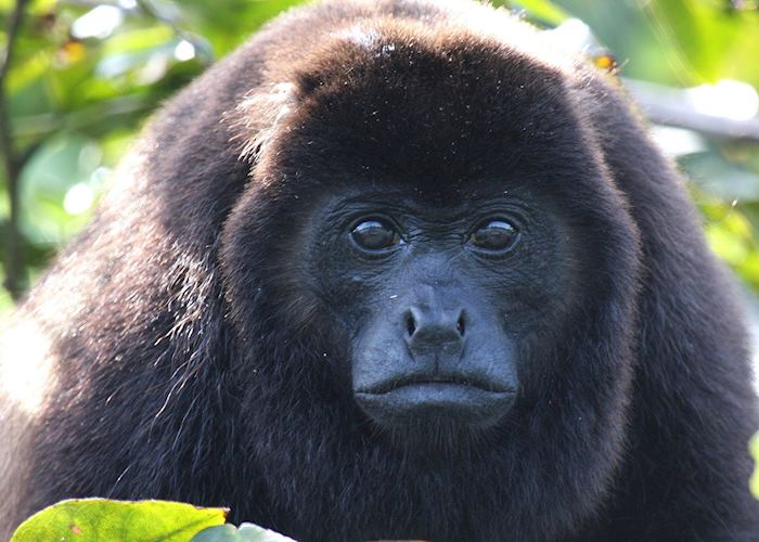 Howler Monkey, Honduras