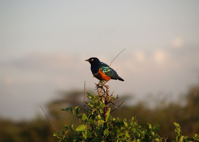 Superb starling at Loisaba Wilderness, Kenya