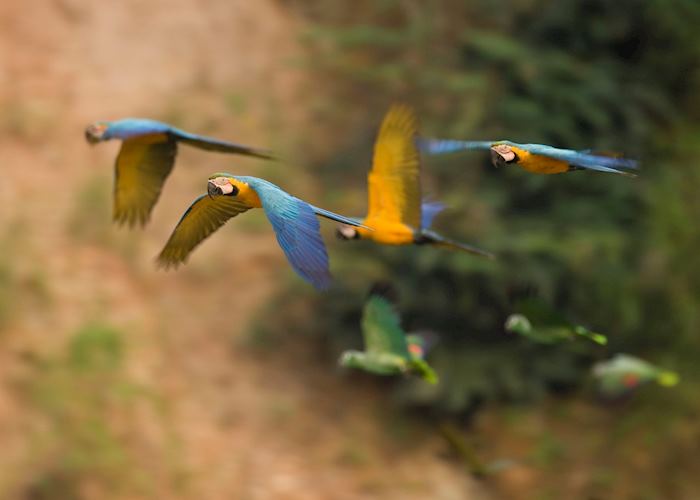 Macaws and parrots