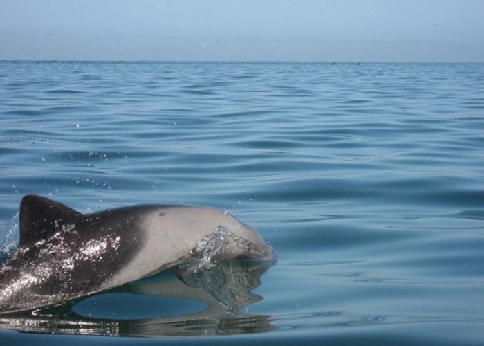 Kayaking at Pelican Point