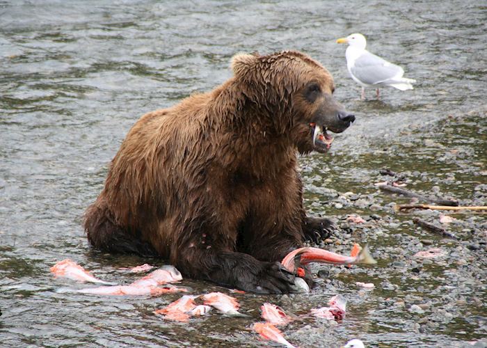 A grizzly bear feasting on salmon at Brooks Falls