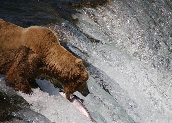 A grizzly bear catching salmon, Brooks Falls