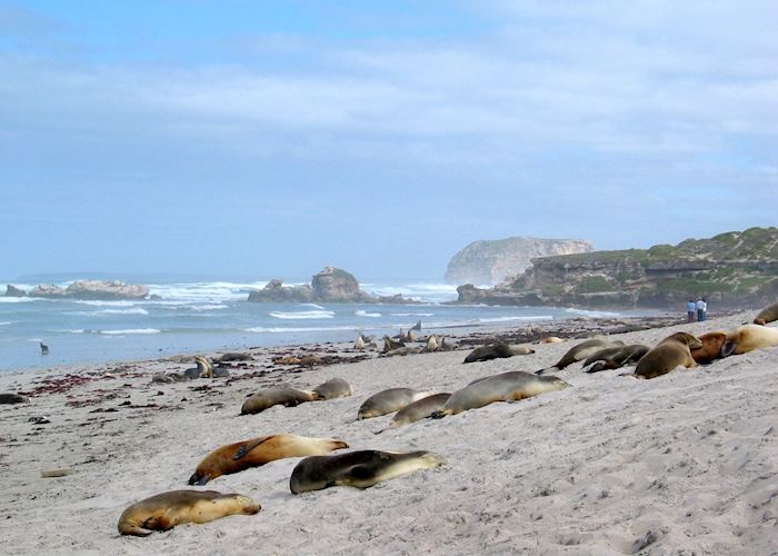Seals, Kangaroo Island, Australia