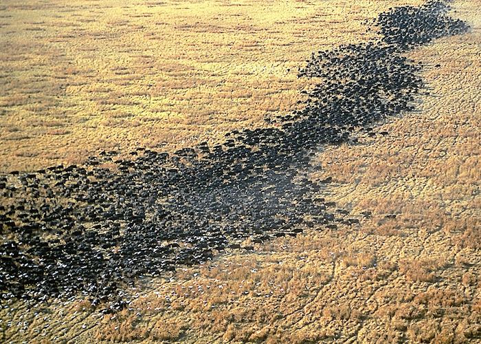 Buffalo herds crossing the plains, Katavi National Park