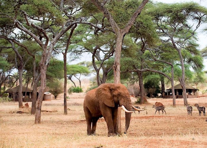 Swala Camp, Tarangire National Park
