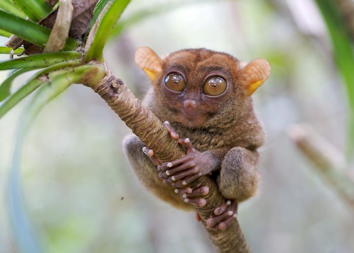 Tarsier, Bohol, Philippines