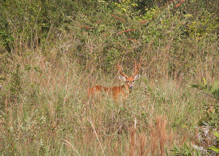 Marsh deer, Pantanal