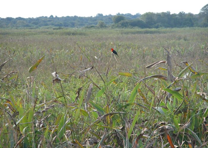Scarlet-headed blackbird