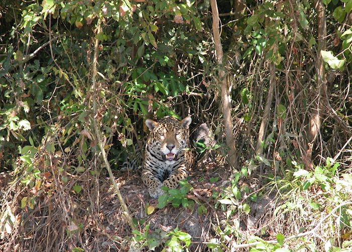 Jaguar on the river bank, Cuiaba River
