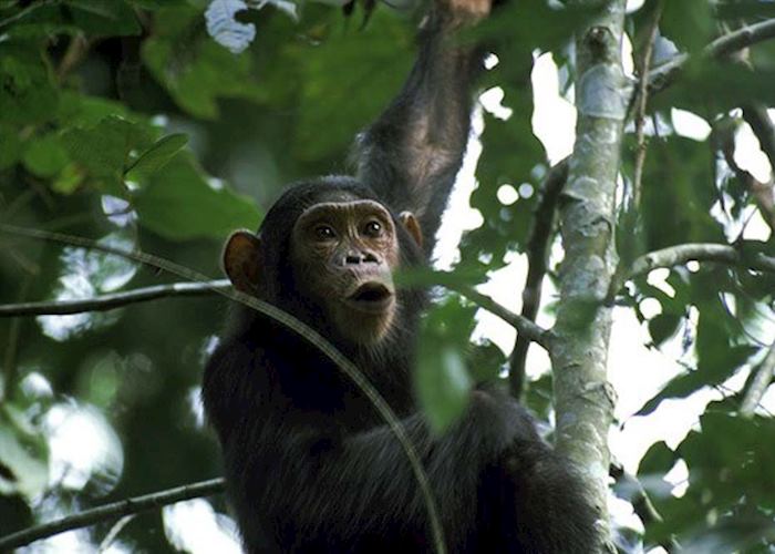 Chimpanzee in Kyambura Gorge, Queen Elizabeth National Park