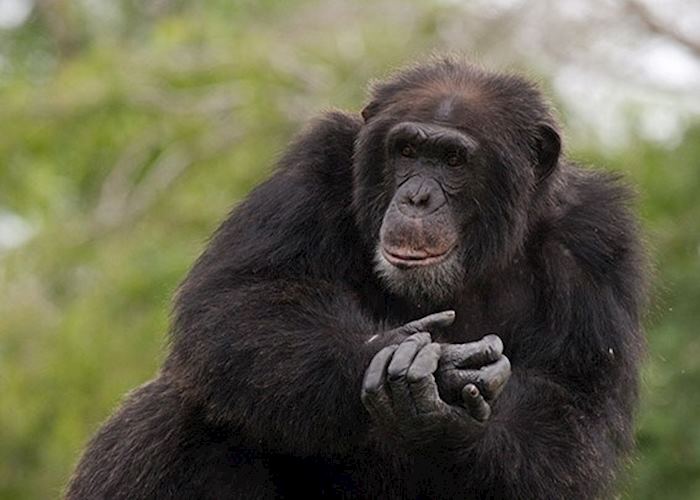 Chimpanzee in Kyambura Gorge, Queen Elizabeth National Park