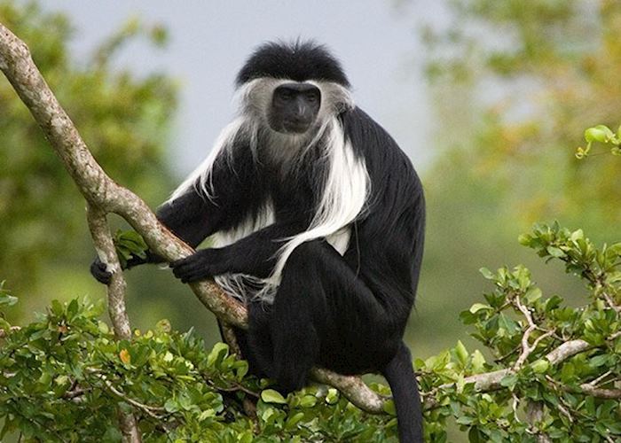 Black and white colobus, Kyambura Gorge, Queen Elizabeth National Park