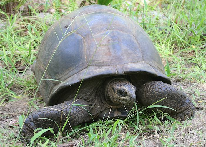Giant tortoise, Desroches Island
