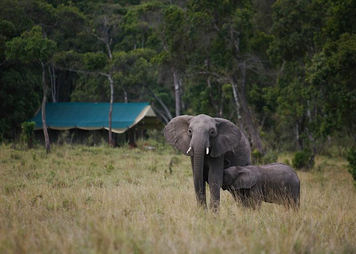 Elephant Pepper Camp, Masai Mara