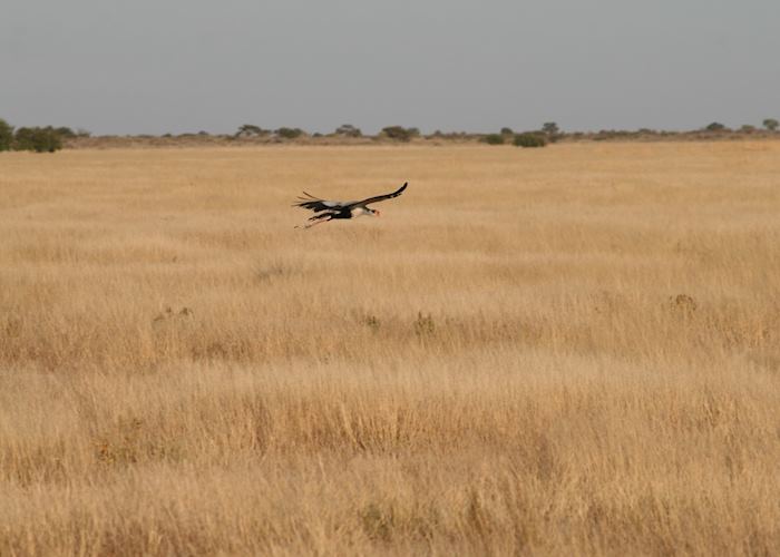 Secretary Bird