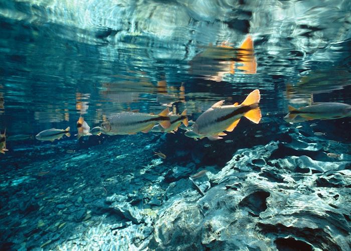 Fish in Bonito's crystalline waters