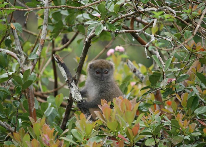 Bamboo lemur