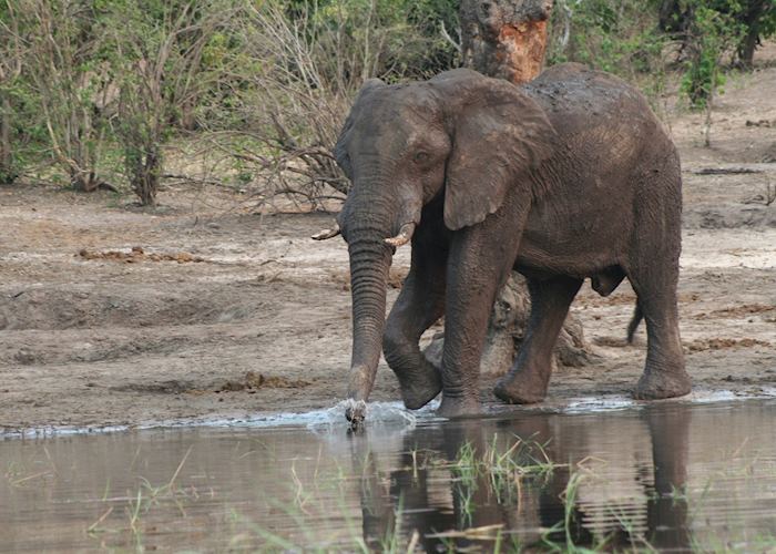 Elephant enjoying a drink of water
