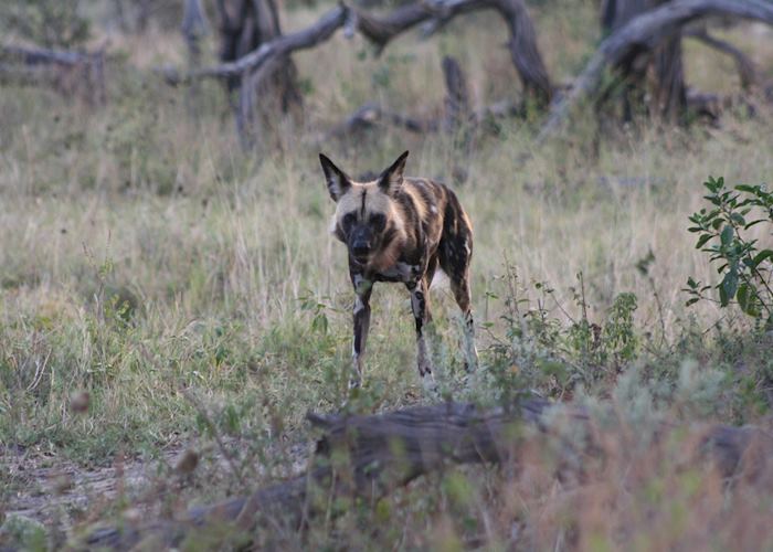 Wild dog on the move, Savuti
