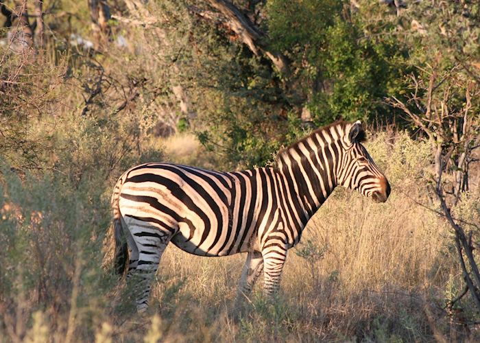 Zebra, Chitabe Concession