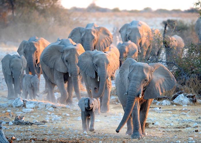 Herd of Elephant, Etosha National Park