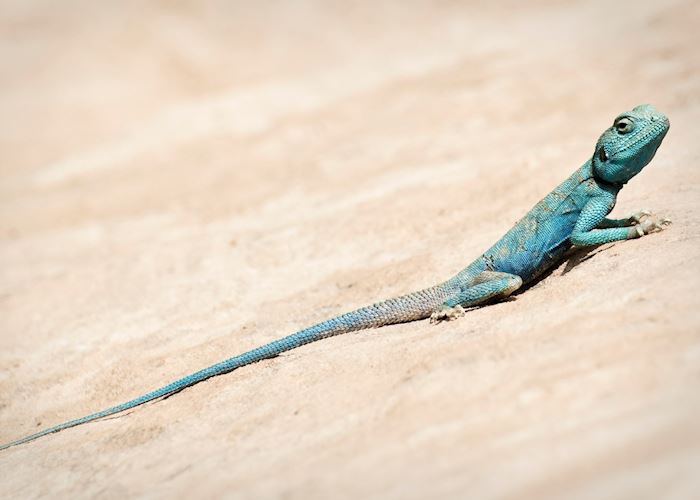 Lizard in Dana Nature Reserve, Jordan