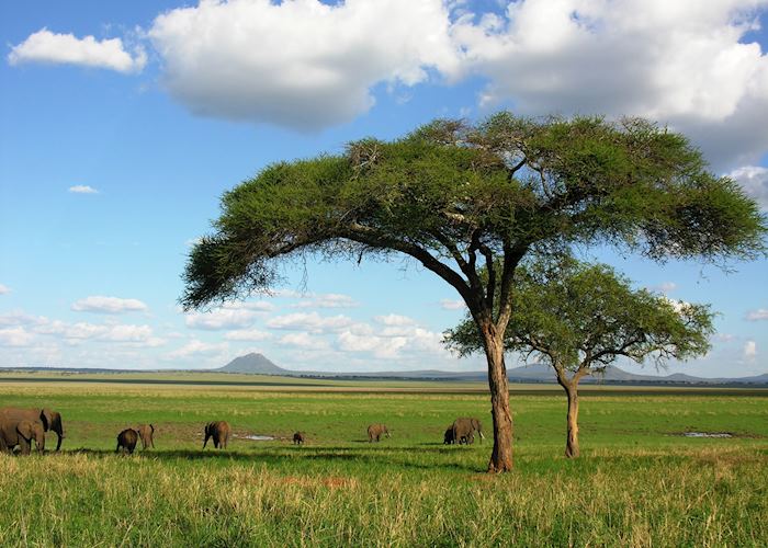 Elephants in Tarangire National Park, Tanzania