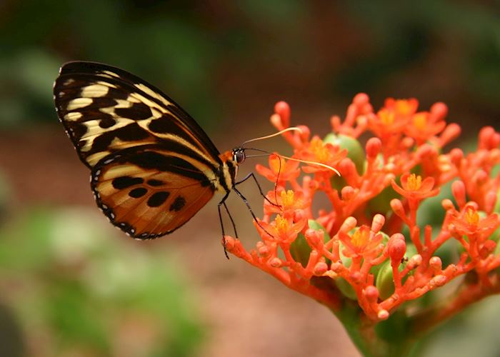 Butterfly at Sacha Lodge, Ecuador