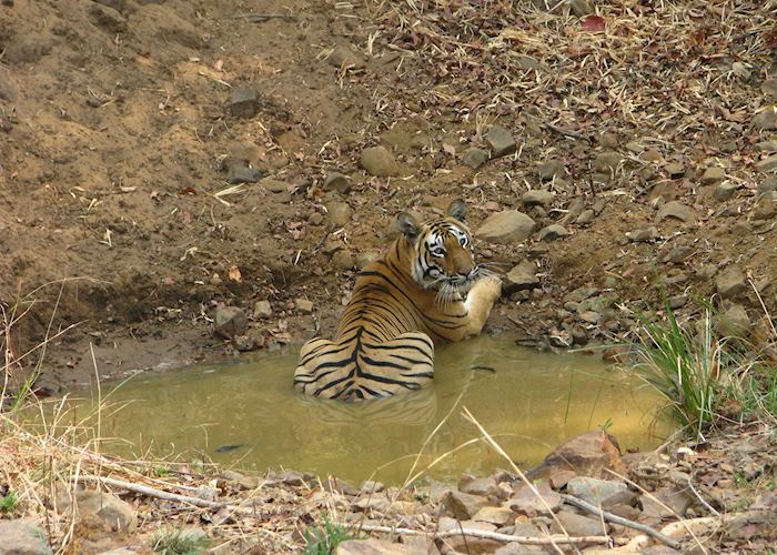 A male tiger spotted on a morning safari at Tadoba National Park