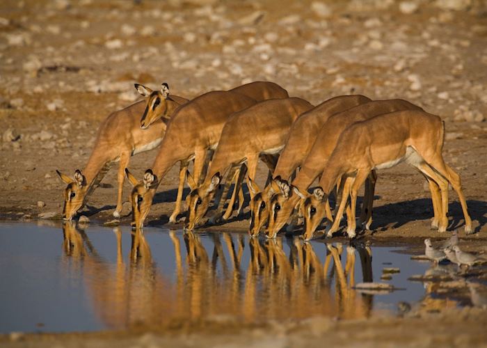 Black face impala, Etosha