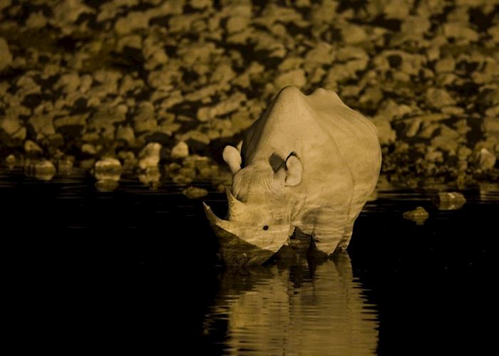Black Rhino, Etosha National Park