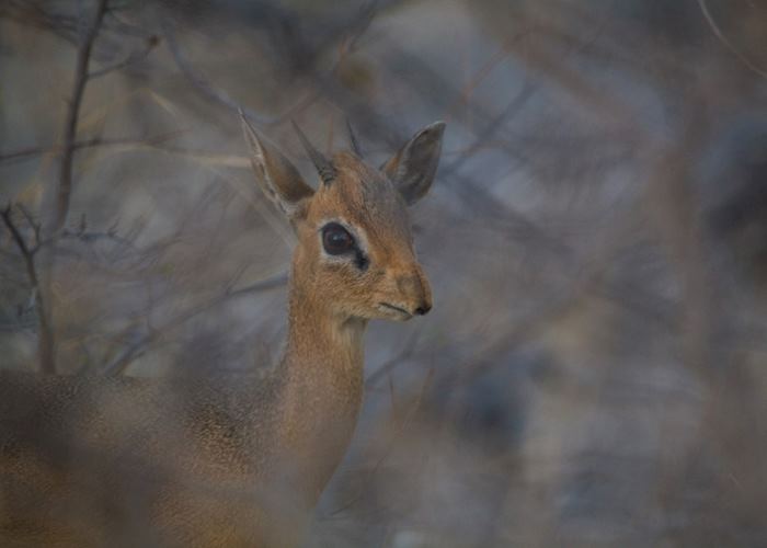Dik Dik, Namibia