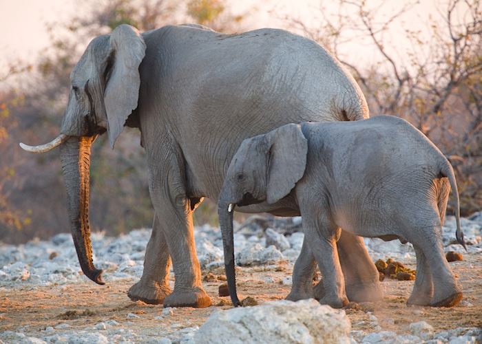 Elephant, Etosha National Park
