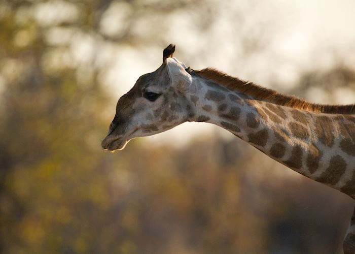Giraffe, Etosha National Park