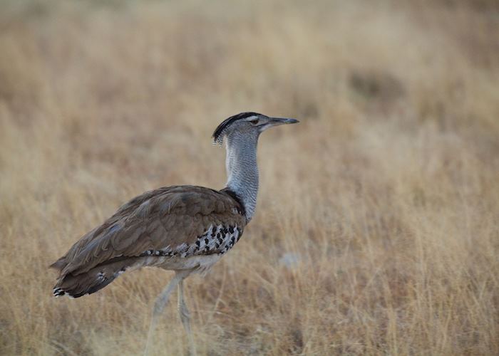 Kori Bustard, Etosha National Park