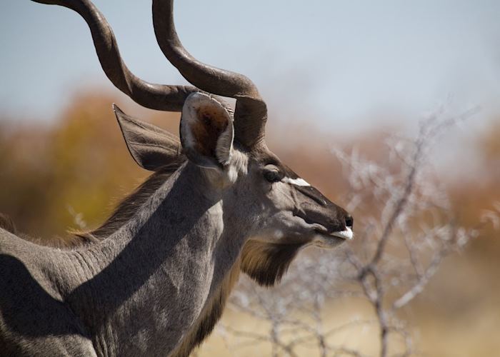 Kudu, Etosha National Park