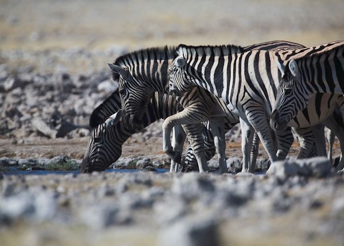 Zebra, Etosha National Park